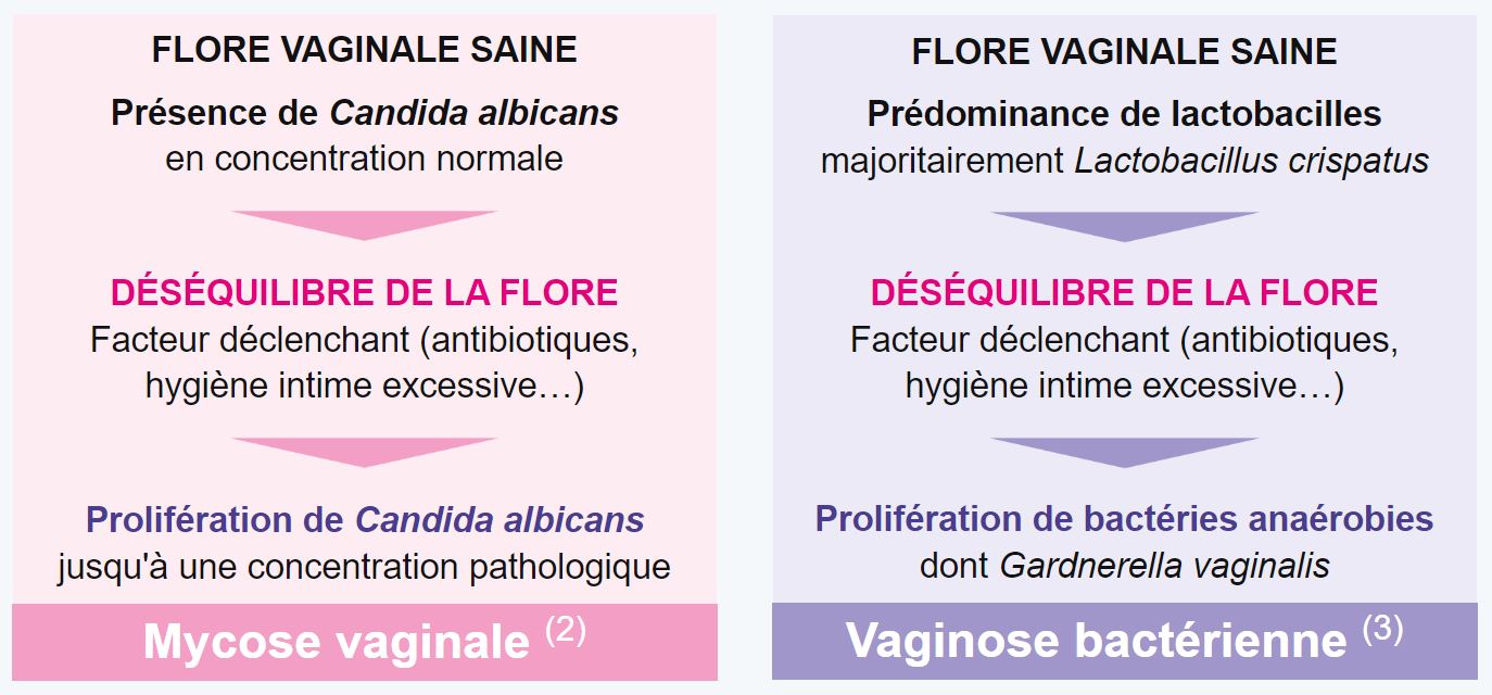mycose vaginale vaginose infection vagin gynophilus